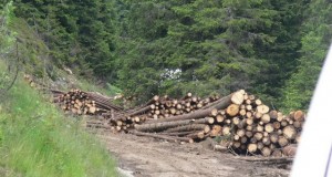 lemne-abandonate-sugag-oasa