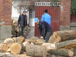 taietori-lemne