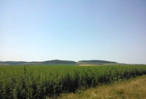 cultura-canepa-la-Sebes