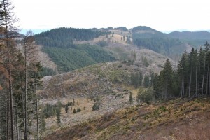 defrisari-muntii-sebesului