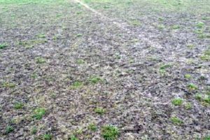 teren-arini-surianu-sebes-noiembrie-2016